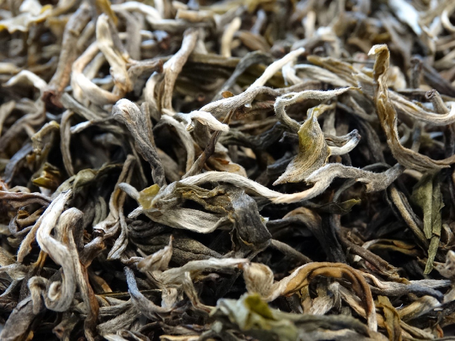 Exceptional White Tea from China, Yunnan Province